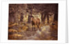 Wild Horse, New Forest by Assaf Frank